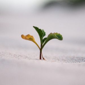 A single plant growing and blossoming through sand